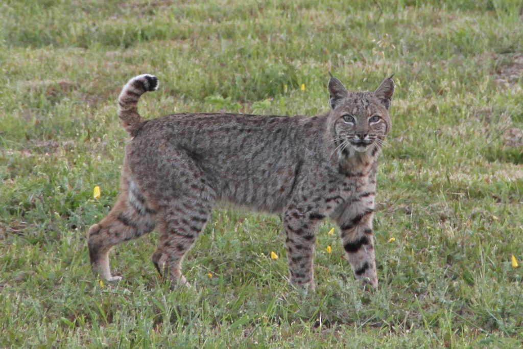 Bobcat hunt limit raised in southern Iowa « KJAN | Radio Atlantic, IA