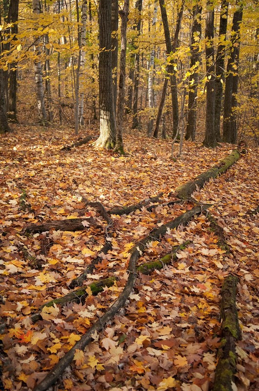 Artist in Residence Program at Waubonsie State Park Awards