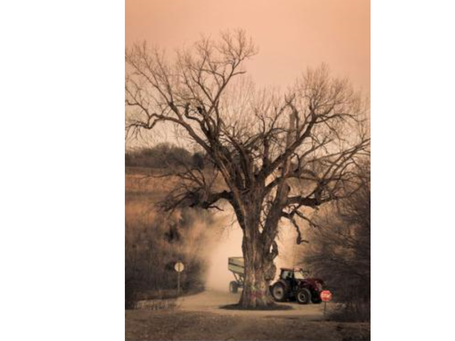 presentation-today-w-regard-to-the-tree-in-the-middle-of-the-road