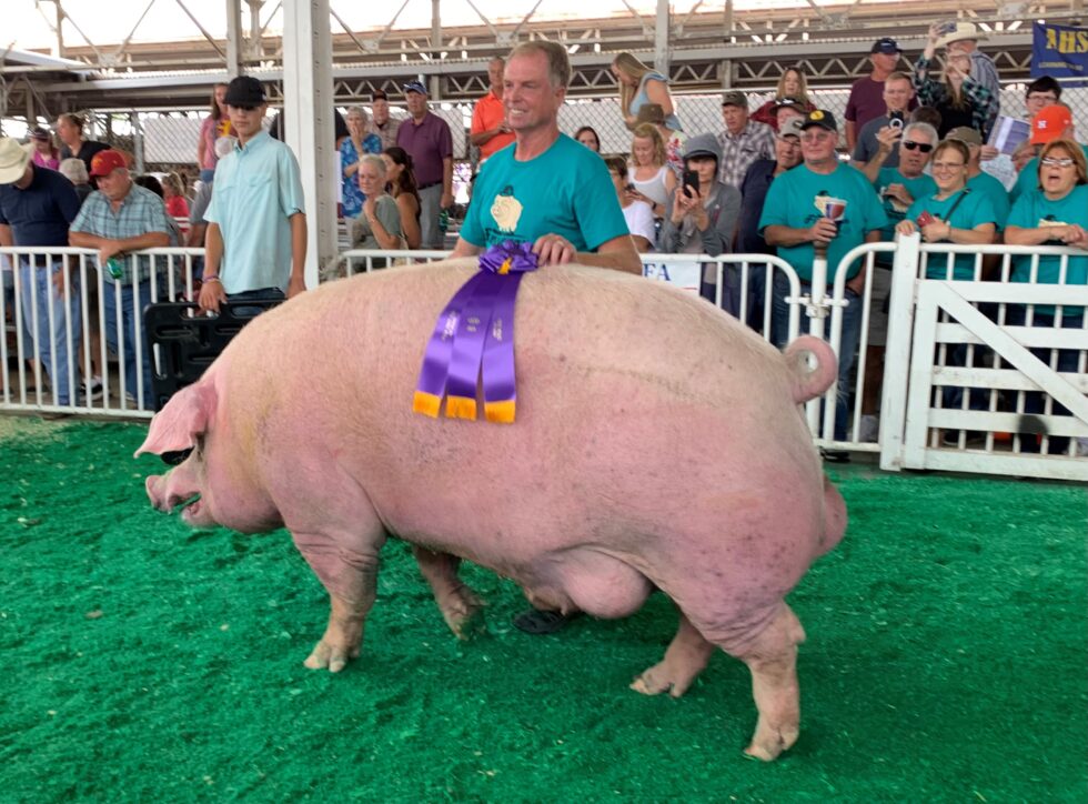 2024 Iowa State Fair big boar sets record « KJAN Radio Atlantic, IA